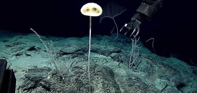 Forma de vida descoberta no fundo do mar.