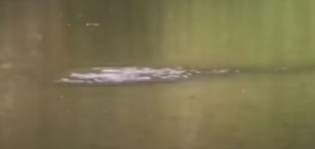 Vídeo: ‘Monstro do lago ‘ filmado na China.