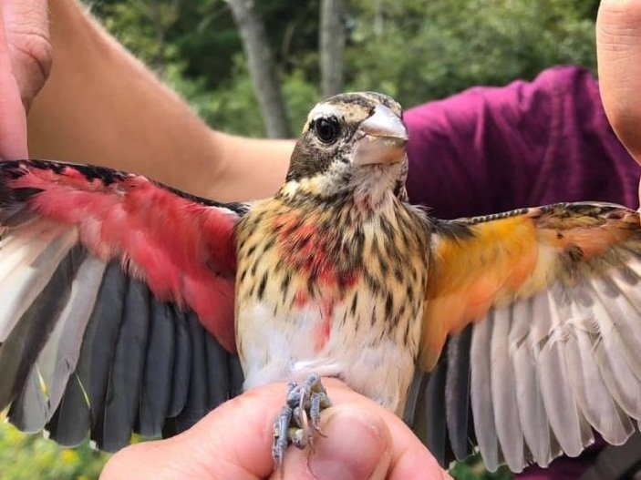 Descoberta única: O pássaro que é macho no lado direito e fêmea no esquerdo.