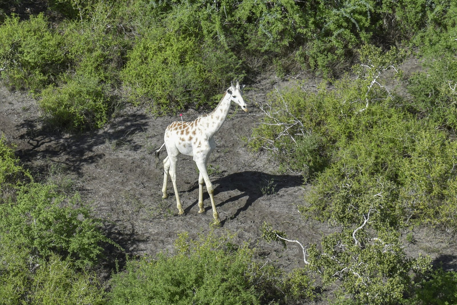 A única girafa branca restante no mundo recebe um GPS.