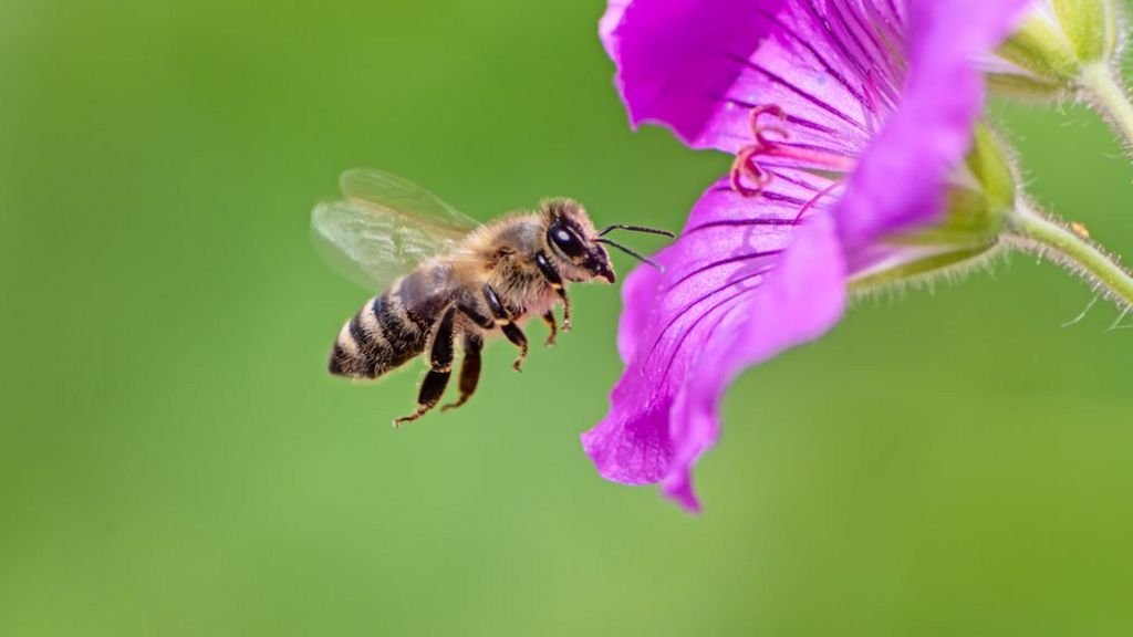 Desde 1990, um quarto de todas as espécies de abelhas desapareceram.