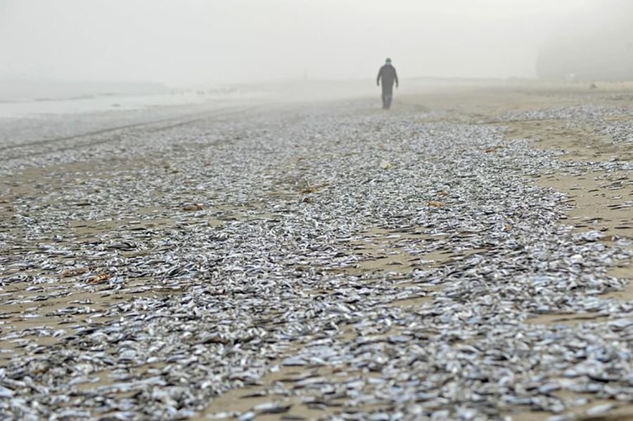 Milhares de peixes mortos aparecem em uma praia chilena.