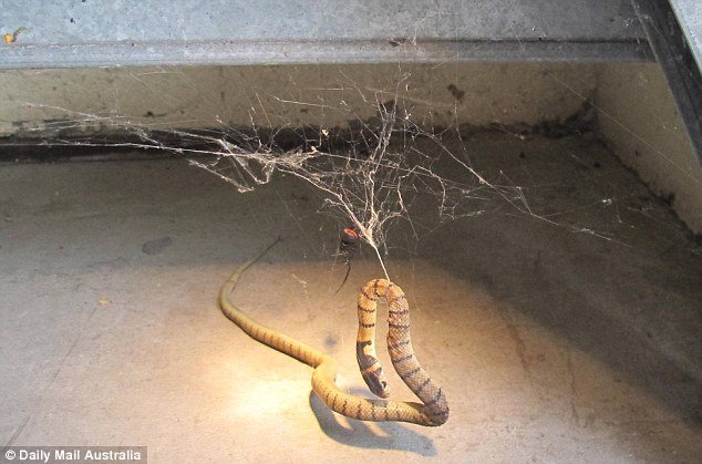 Essas aranhas imobilizam cobras centenas de vezes o seu tamanho.