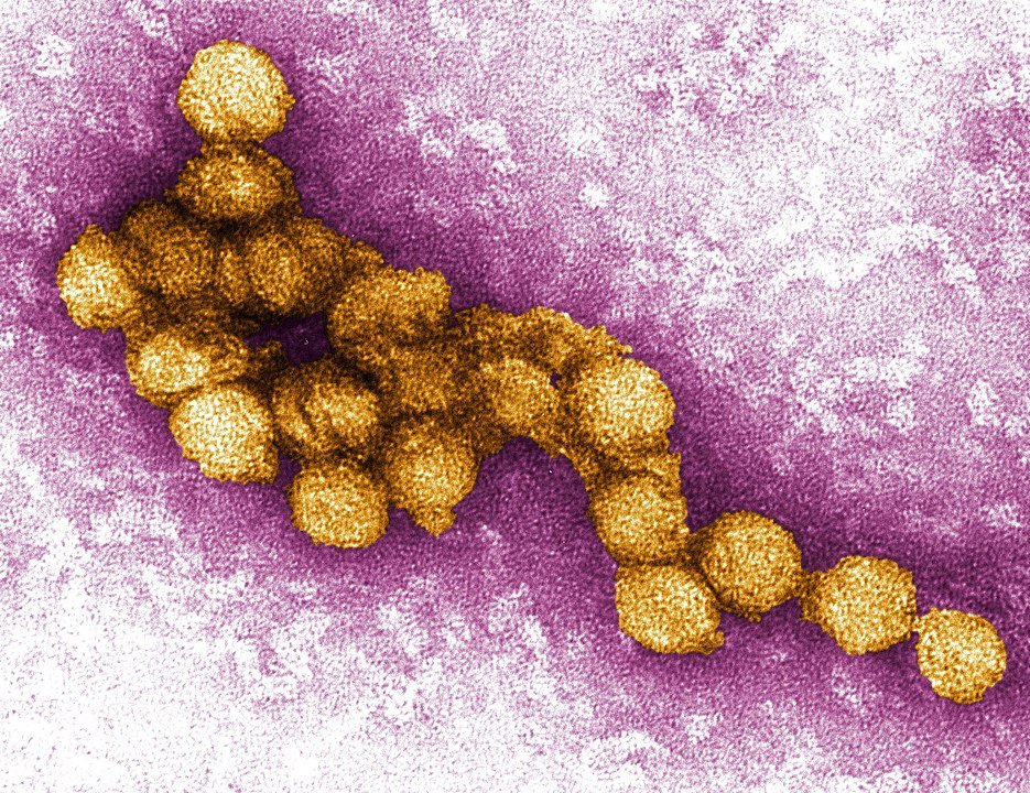 Mosquitos transmissores do vírus do Nilo Ocidental foram relatados em seis estados americanos.