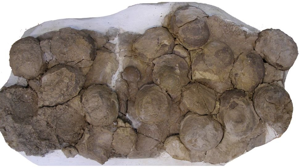 Mais de 100 ovos de dinossauro descobertos na Argentina.