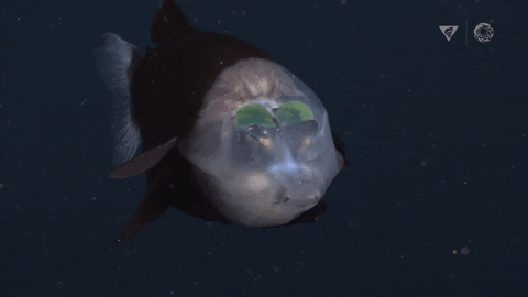 Novas imagens de peixe raro nas profundezas do pacífico.