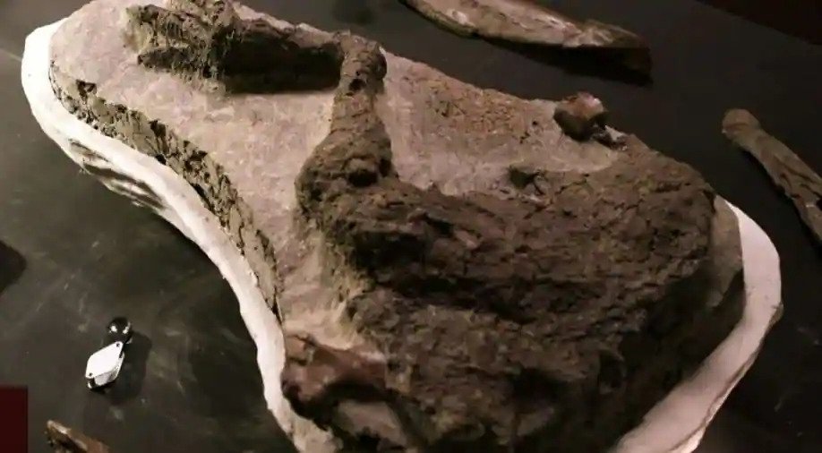 Perna de dinossauro bem preservada encontrada.